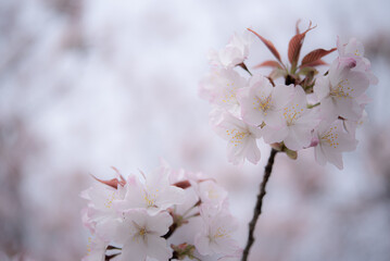 The gentle colors of cherry blossoms will soothe your heart.