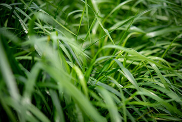The grass is swaying refreshingly.