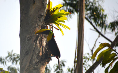 Tukan na drzewie w Kostaryce - okolice La Fortuna