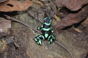 Kolorowa żabka Liściołaz żółty w lesie deszczowym w Kostaryce - trująca żaba w kostarykańskiej dżungli - obrazy, fototapety, plakaty
