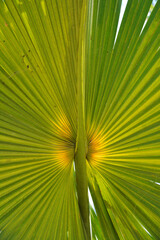 Liść palmy - zielony liść egzotycznej rośliny z lasów tropikalnych - obrazy, fototapety, plakaty
