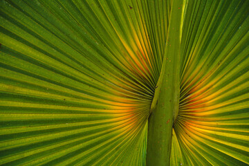 Egzotyczny liść tropikalnej rośliny palmy - fraktalne wzory natury - obrazy, fototapety, plakaty