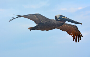Pelikan w locie - wielki egzotyczny ptak szybuje podczas polowania na ryby w morzu karaibskim - obrazy, fototapety, plakaty
