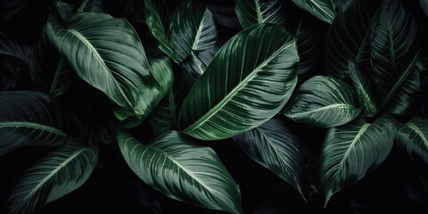 Leaves of spathiphyllum cannifolium abstract green dark texture nature background tropical leaf decorative background scene