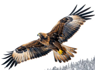 Majestic golden eagle soaring with wings spread wide isolated on transparent background