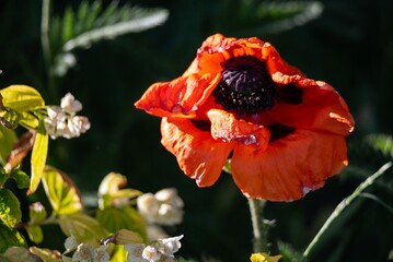 Vibrant close-up of a blooming poppy flower with detailed petals and pollen