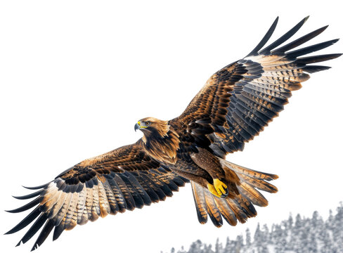 Majestic golden eagle soaring with wings spread wide isolated on transparent background