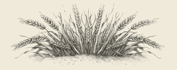 Naklejka premium Wheat bread ears cereal crop. Hand drawn sketch in vintage engraving style. vector simple illustration