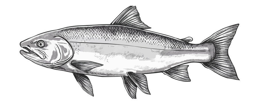 Salmon fish sketch hand drawn line art. vector simple illustration
