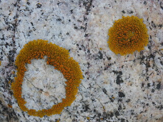 Orangefarbene Flechten auf einem Stein