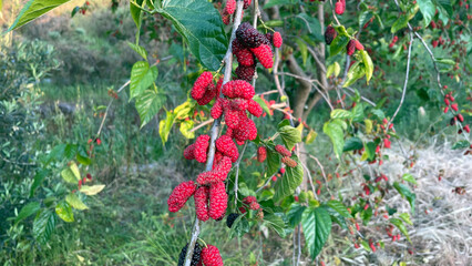 Mulberry tree, red berries and green leaves. View of mulberries on the branch. Mulberries and blue sky.