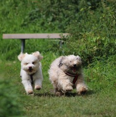 two dogs playing