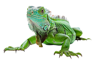 Green iguana with vivid scales and spiky crest isolated on transparent background - obrazy, fototapety, plakaty