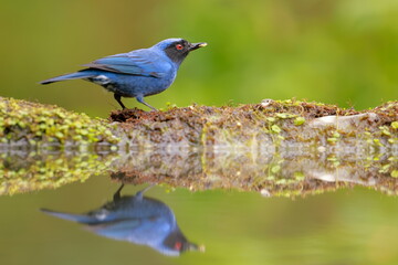 Masked Flowerpiercer (Diglossa cyanea) Ecuador