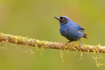 Masked Flowerpiercer (Diglossa cyanea) Ecuador