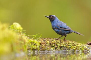 Masked Flowerpiercer (Diglossa cyanea) Ecuador