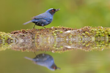 Masked Flowerpiercer (Diglossa cyanea) Ecuador