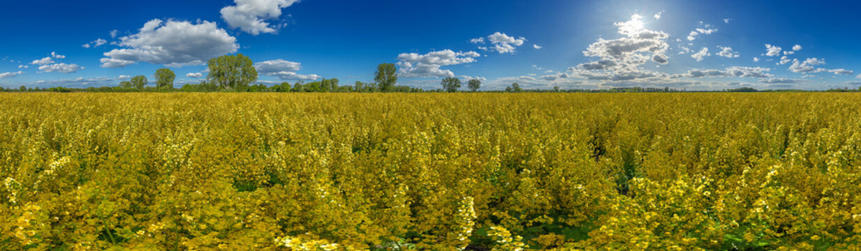 agricultural rapeseed field under a blue summer sky 360°