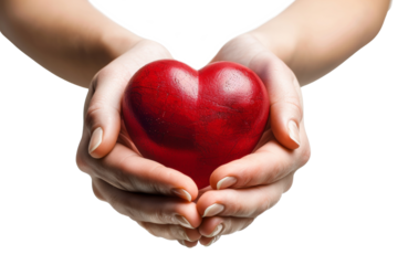 Shiny red heart cradled in caring hands isolated on transparent background