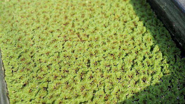 Azolla is grown in water for fertilizer.