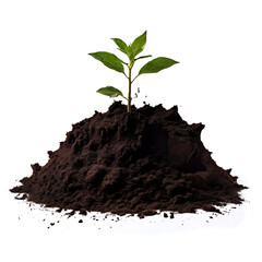 plant in soil isolated