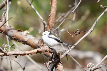 枝にとまるシマエナガ