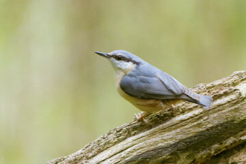 A nuthatch on a branch