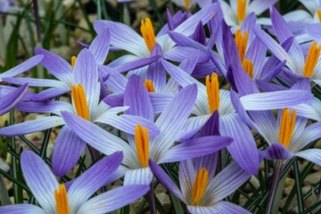 Violet and white flowers with yellow centers, a stunning groundcover plant