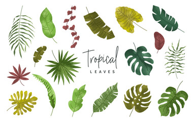 Set of tropical leaves. Palm, banana leaf, monstera. Exotic plant. Summer design elements. Vector botanical illustration.
