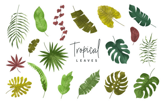Set of tropical leaves. Palm, banana leaf, monstera. Exotic plant. Summer design elements. Vector botanical illustration.