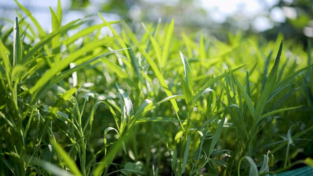 Morning glory grown in an organic plot.