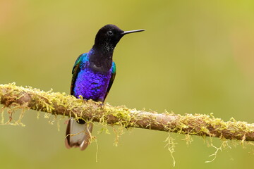 Velvet-purple Coronet (Boissonneaua jardini) Ecuador
