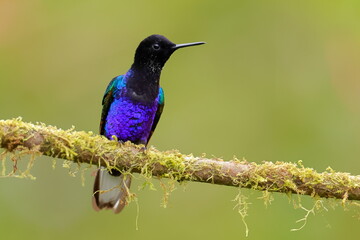 Velvet-purple Coronet (Boissonneaua jardini) Ecuador