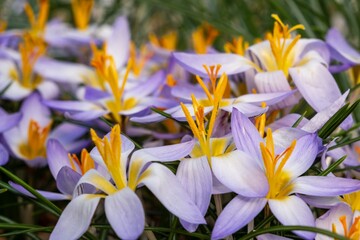 Purple flowers with yellow centers bloom in grass as groundcover