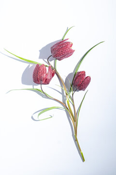 Flat lay hazel grouse fritillaria meleagris flowers on a white background. Blur and selective focus. Extreme Flower Close-up