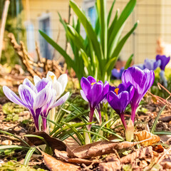 Crocus flowers on a sunny day in spring