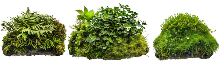 set of moss, lush and textural, isolated on transparent background - obrazy, fototapety, plakaty