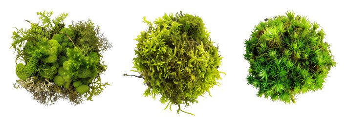 set of moss, lush and textural, isolated on transparent background