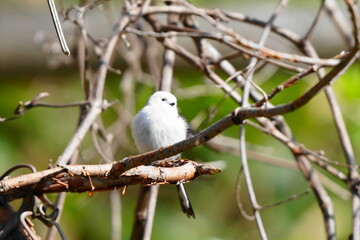 枝に止まるシマエナガ