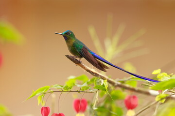 Violet-tailed Sylph - male (Aglaiocercus coelestis) Ecuador 