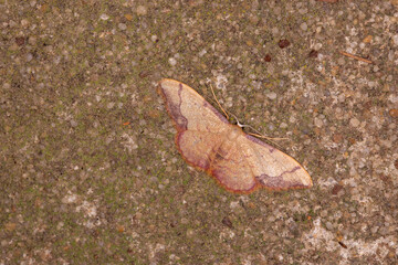 Idaea ostrinaria, Malaucene, Provence, Frankreich, 12.05.2023