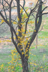 봄을 알리는 아름다운 풍경