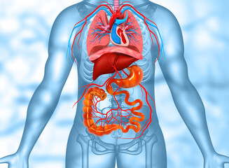 Human internal organs anatomy. 3d illustration.