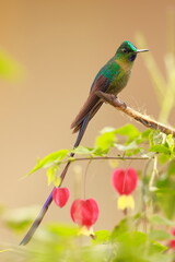 Violet-tailed Sylph - male (Aglaiocercus coelestis) Ecuador 