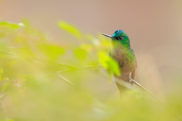 Violet-tailed Sylph - male (Aglaiocercus coelestis) Ecuador 