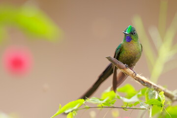 Violet-tailed Sylph - male (Aglaiocercus coelestis) Ecuador 