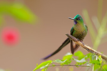 Violet-tailed Sylph - male (Aglaiocercus coelestis) Ecuador 