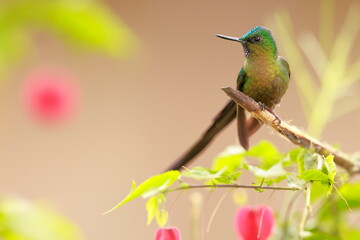 Violet-tailed Sylph - male (Aglaiocercus coelestis) Ecuador 