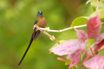 Violet-tailed Sylph - male (Aglaiocercus coelestis) Ecuador 