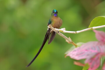 Violet-tailed Sylph - male (Aglaiocercus coelestis) Ecuador 